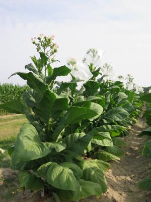 PLANT